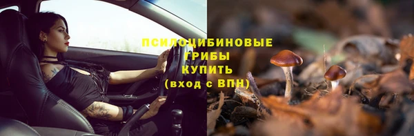 прущие грибы Горно-Алтайск