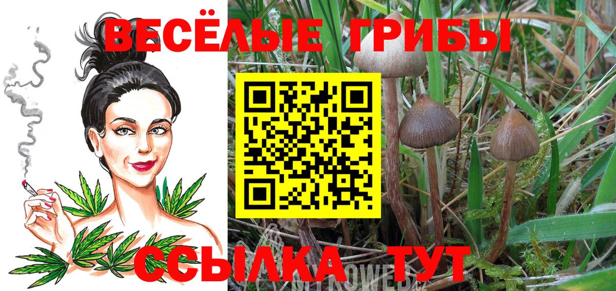 Псилоцибиновые грибы Cubensis Железноводск